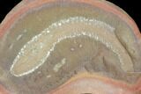 Fossil Tummy Tooth Worm (Didontogaster) Pos/Neg - Illinois #120947-1